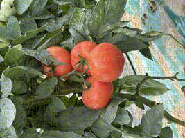 Thrips sur culture de tomates sous abri
